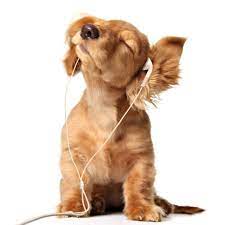 This Is My Jam Haustiere Tiere Hund Hunde