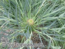 Image result for Euphorbia monteiroi
