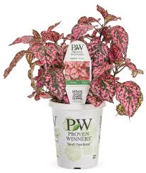 Image result for Hippocratea pallens