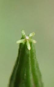 Image result for Corchorus saxatilis