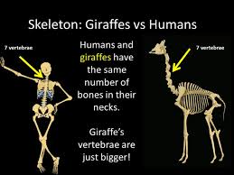 How many bones are in the human body? I Wish I Had As Many Neck Bones As A Giraffe Rocky Mountain Brain And Spine Institute