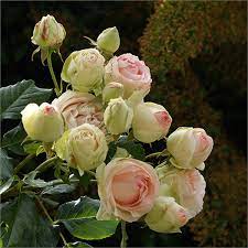 Les roses à l'ancienne de pierre de ronsard ®. Rosier Pierre De Ronsard Rosier Grimpant Meilland Meiviolin Rosier Eden Rose