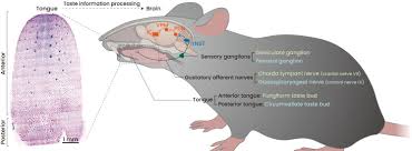 Image result for Taste Sensation