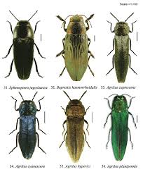 Image result for Polygala sphenoptera