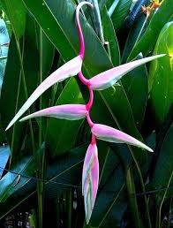 Heliconias The Kings Of The Jungle Tropical Flower Plants Heliconia Plant Heliconia Flower