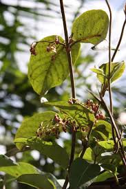 Image result for Tacazzea apiculata