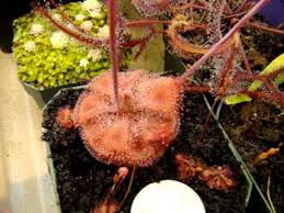 I show my oldest drosera burmannii plant, one of my favorite sundews, and explain how i care for it. Drosera Burmannii Humpty Doo Red Sundew Carnivorous Plant Youtube