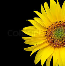Search free black flowe wallpapers on zedge and personalize your phone to suit you. Sunflowers Bloom On A Black Background Stock Image Colourbox