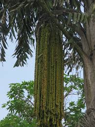 Image result for Caryota urens