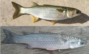 Jika tulang ikan tersangkut di tenggorokan, cobalah menelan 1 atau 2 sendok makan minyak zaitun langsung. Kenali Ikan Belanak Umpan