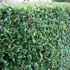 Image result for ligustrum ovalifolium