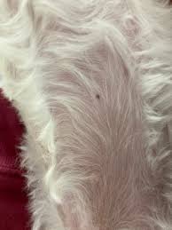 こにし動物クリニック