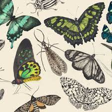 B I C H O S Mariposas Orugas Escarabajos Voladores Rastreros Todos Cumplen Funciones Importantes Arte De Insectos Mariposas Escarabajos