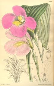 Image result for Siphonochilus kilimanensis