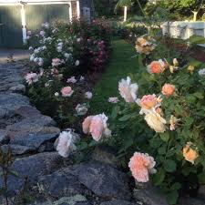 Maybe you would like to learn more about one of these? Rose Garden Design Tips Hgtv