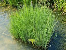 Image result for Typha