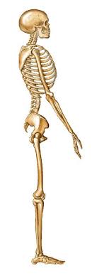 Side View Skeleton Front Back And Side Views Of Skeleton Skeleton Anatomy Human Skeleton Skeleton Drawings