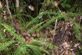 Image result for Asplenium uhligii