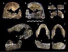 Then in 2013, paleoanthropologist and national geographic. Homo Naledi Wikipedia