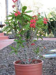 Euphorbia Milli Crown Of Thorns Large Succulent Plant In 2021 Planting Succulents Plants Large Succulent Plants