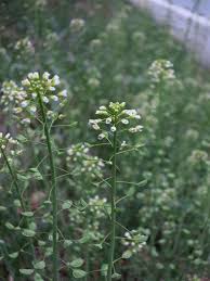 Image result for Capsella