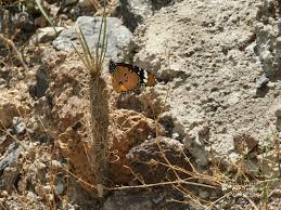 Image result for Stathmostelma gigantiflorum