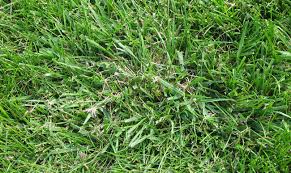 Forage growth is slow when plants are small (early spring growth or after grazing). Control Options For Common Minnesota Lawn And Landscape Weeds University Of Minnesota Extension