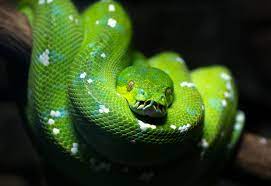 Die scharlachrote königsschlange ist eine der kleinsten schlangen in der reptilienzüchtung, aber sie ist nichts für anfänger. Schlange Die Faszinierende Welt Der Lautlosen Jager Das Tierlexikon De