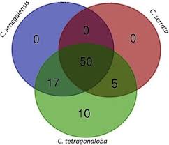 Image result for Cyamopsis serrata