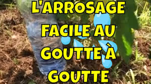 Check spelling or type a new query. Comment Bien Arroser Ses Plantes Youtube