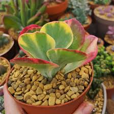 Kalanchoe Luciae Fantastic Variegated Paddle Plant Rare Succulent Sukkulenty Rasteniya