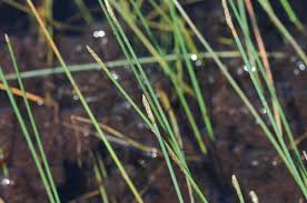 Image result for Eleocharis acutangula