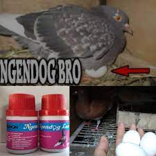 Check spelling or type a new query. Jamu Vitamin Nelor Burung Merpati Baron Ngendog Lancar Isi 50 Pil Vitamin Burung Untuk Memperlancar Produksi Horman Reproduksi Pada Merpati Betina Lazada Indonesia