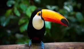 10 Animals Found In Brazil Brazil Animals Animals Tropical Animals