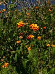 Image result for Lantana tiliifolia