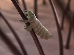 Jun 10, 2015 · demodex parasites are microscopic mites who live in the skin and hair of humans mostly on the face and especially on the eyebrows and eyelashes. Parasitism Definition And Examples