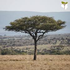 Image result for Balanites