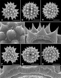 Image result for Hirpicium gracile