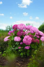 Image result for Hydrangea arborescens Pink Anabelle