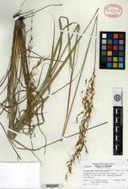 Image result for Sorghastrum pogonostachyum