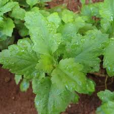 Image result for Chrysanthellum indicum