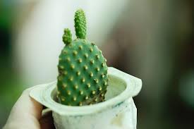 Some are quite dry and perfectly alive. How Often To Water Cactus Indoors Tips To Keep Them Alive