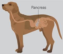 What dogs get liver cancer? Pancreatitis In Dogs Pdsa