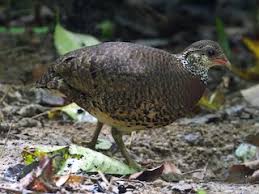 Image result for Bulbostylis scabricaulis