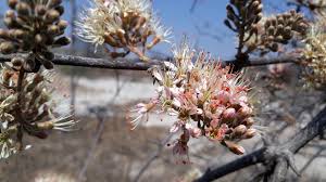 Image result for Combretum caudatisepalum