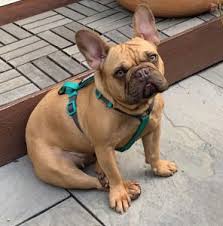 Why go to a dog breeder, cat breeder or pet store to buy a dog or buy a cat when you can. 7 Best French Bulldog Rescues 2021 We Love Doodles