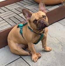 We have health tested french bulldog puppies for sale, 1 year health guarantee. 7 Best French Bulldog Rescues 2021 We Love Doodles