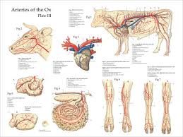 Pet food labeling is regulated at two levels. Ox Bovine Arteries Anatomy Poster Animal Medicine Anatomy Poster Animal Science