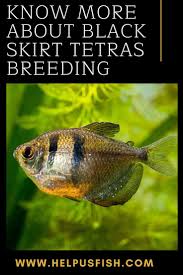 Pregnant Neon Tetra? What To Look For (Guide)