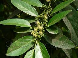 Image result for Suregada